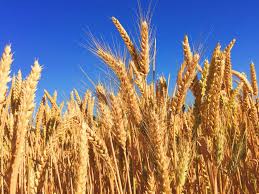Growing Wheat