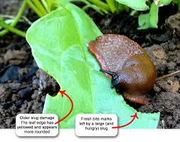 Slugs and Snails