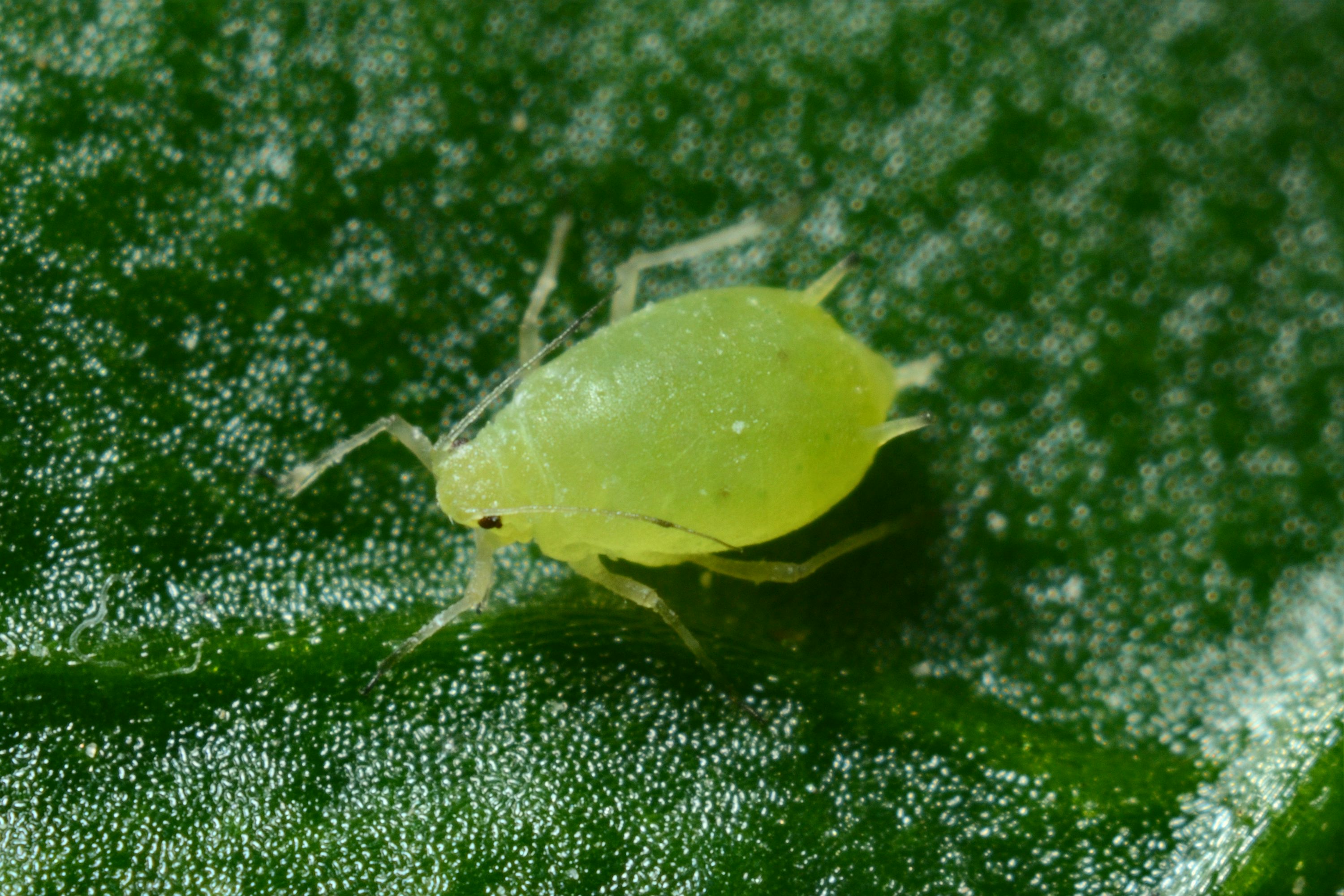 Greenfly Aphid